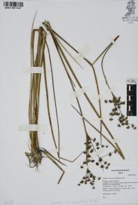 Juncus microcephalus image